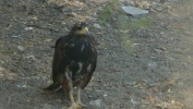 PICTURES/Hawks/t_Harris Hawk 1.JPG